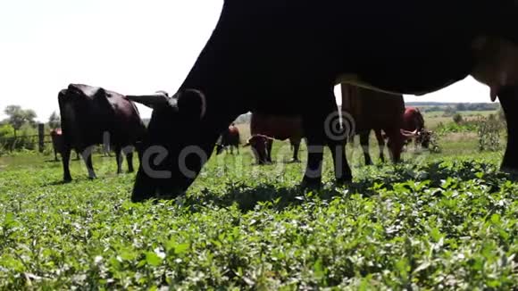 奶牛在夏季草地上吃草视频的预览图