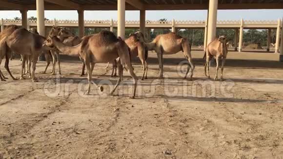 农场上的一群骆驼视频的预览图