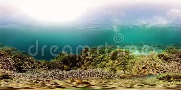 珊瑚礁360VR的水下世界视频的预览图