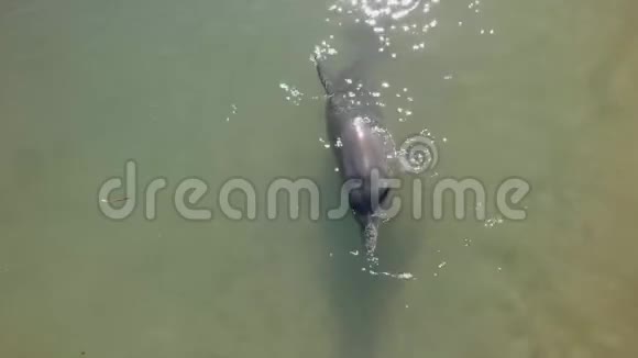 海豚自由游泳视频的预览图