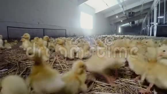 家禽养殖场的小黄鸭视频的预览图