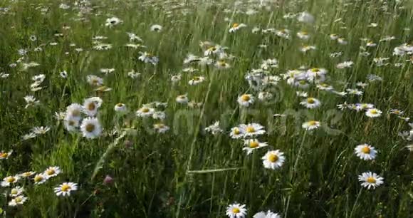 白色雏菊草地上的玛格丽特花视频的预览图