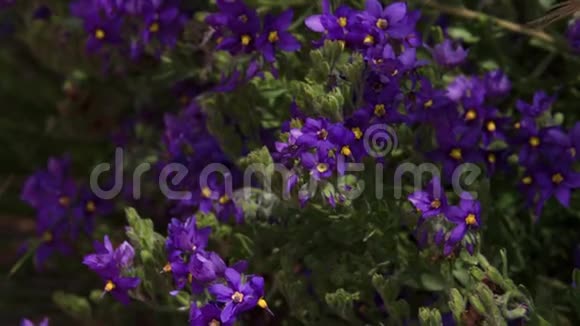 一朵紫色的花视频的预览图