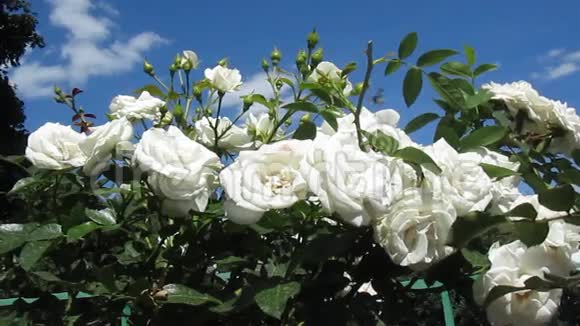 白色玫瑰花视频的预览图