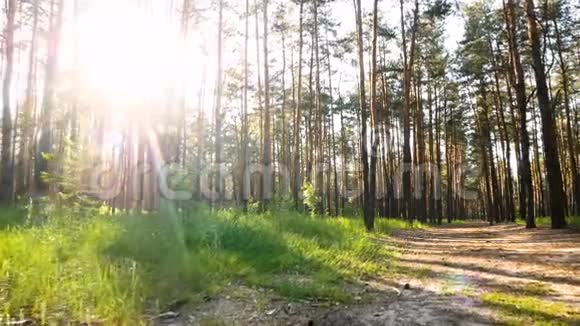 大自然绿林落日视频的预览图