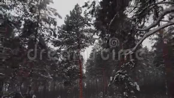 冬天的雪林视频的预览图