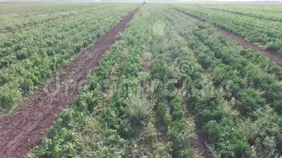 蔬菜是如何在地里生长的西红柿西葫芦黄瓜茄子土豆长在地里农艺视频的预览图