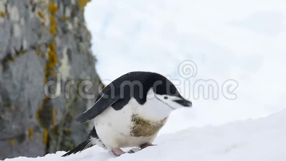 在雪地上爬企鹅视频的预览图
