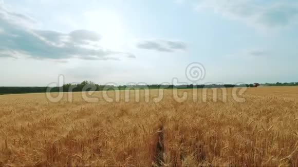 联合收割机收割小麦小麦收获剪领域的组合食品行业理念视频的预览图