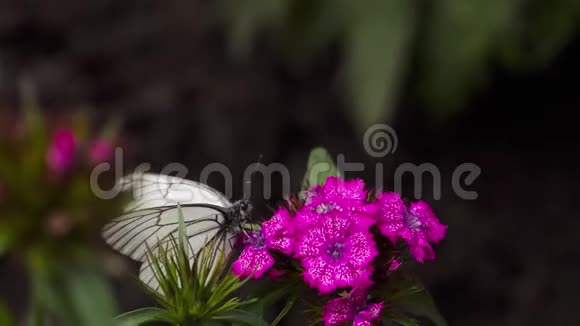 黑纹白蝶视频的预览图