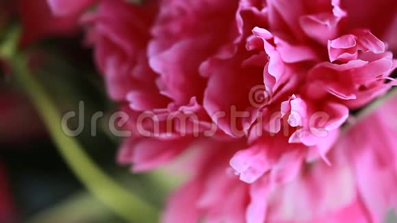 视频粉红色牡丹花瓣的花蕾视频的预览图