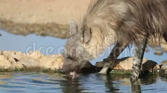 棕色鬣狗饮用水视频的预览图