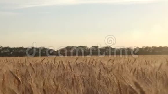 在田间收获成熟小麦视频的预览图
