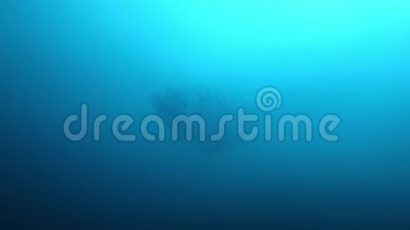 水下场景一个大巴拉克达斯鱼饵球的景象视频的预览图