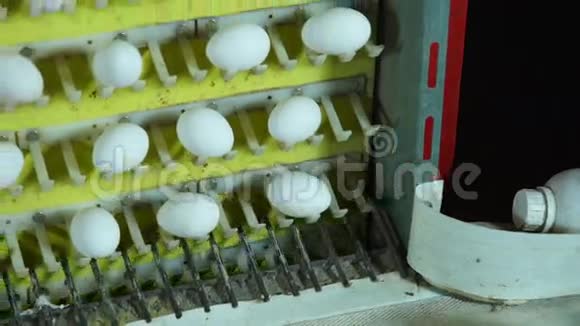 家禽养殖场内部的鸡蛋生产线视频的预览图