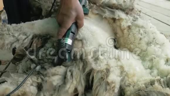 男子剪羊毛者在农业展览会上竞争电动专业绵羊手动剪发羊视频的预览图