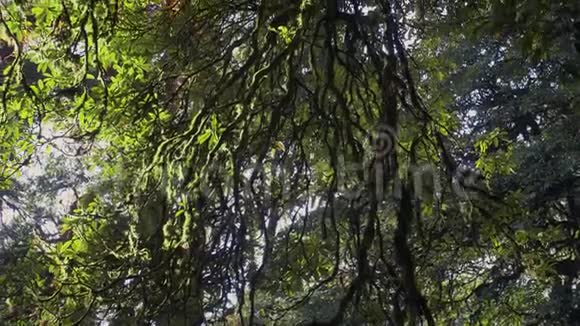 尼泊尔的摩西山森林在喜马拉雅山探险视频的预览图