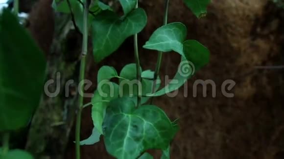 植物视频的预览图