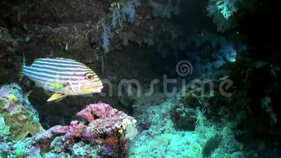 海洋珊瑚礁上五颜六色的软珊瑚丛视频的预览图