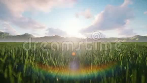 一群马在一个美丽的夏日早晨在一片风景如画的绿色草地上放牧被金色的光芒照亮视频的预览图