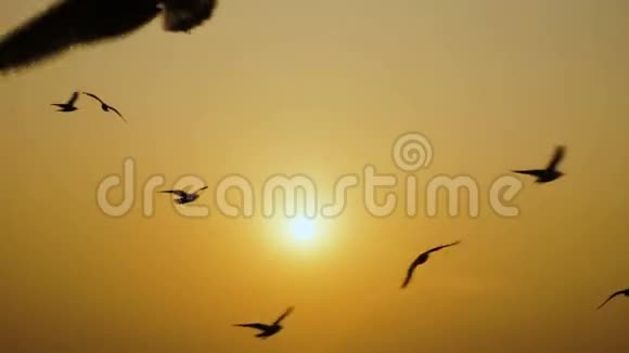 日落时在海上钓鱼船鸟海鸥在海上飞翔视频的预览图