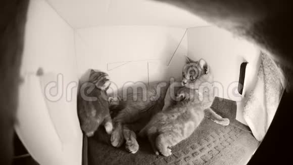 猫和猫妈妈在盒子里玩视频的预览图