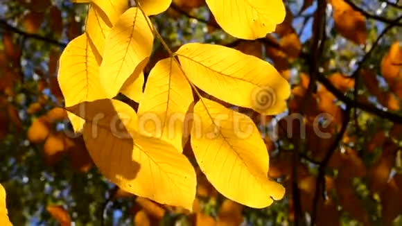 阳光明媚的秋日树枝上美丽的黄叶视频的预览图