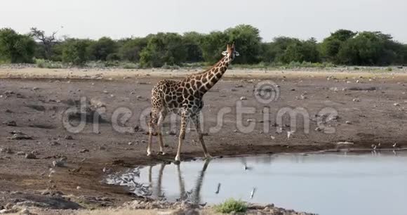 长颈鹿在Etosha纳米比亚野生动物狩猎视频的预览图