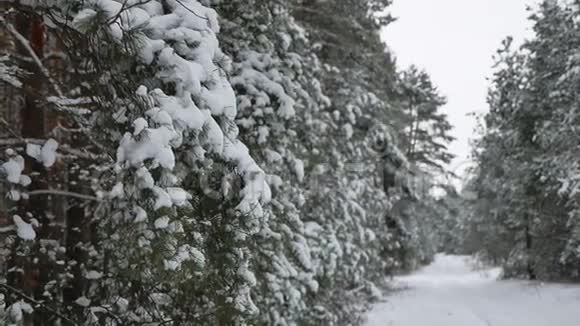 雪松冬仙自然林景观圣诞树枝视频的预览图