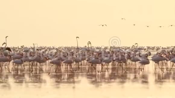 纳特龙湖上的火烈鸟殖民地视频的预览图