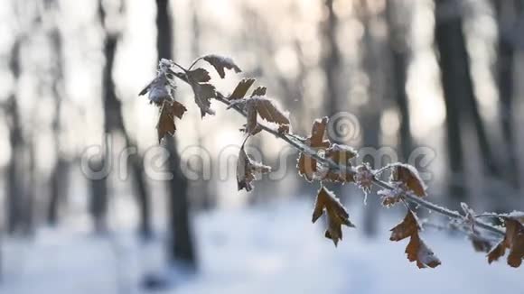 冰封的橡树枝在树林中白雪皑皑的自然景观阳光下过冬视频的预览图