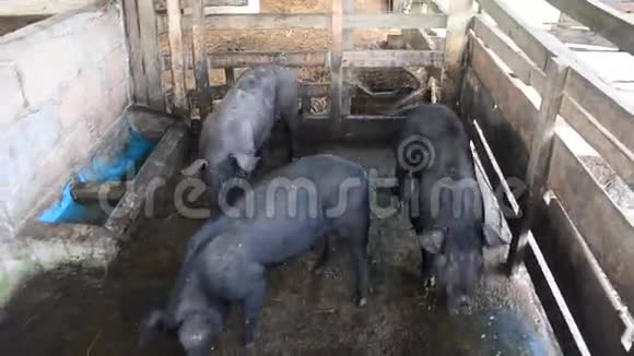 大型黑猪在泰国帕塔隆的农场吃视频的预览图