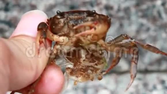 妈妈的螃蟹和水里的小螃蟹视频的预览图