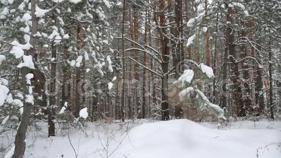 圣诞树自然枝雪松冬仙景林视频的预览图