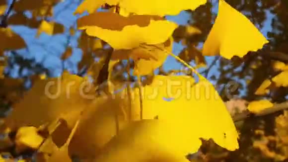 五颜六色的黄色和橙色的叶子在新鲜空气中飘扬视频的预览图