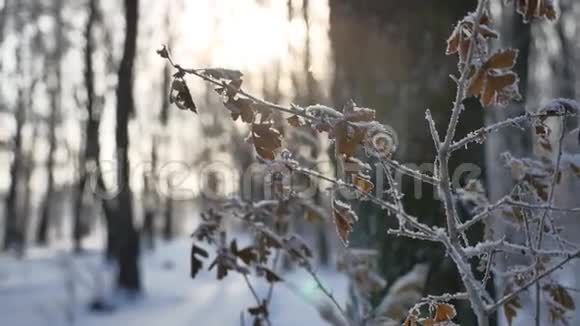 冰封的橡树枝在树林中的雪地自然景观冬季阳光视频的预览图