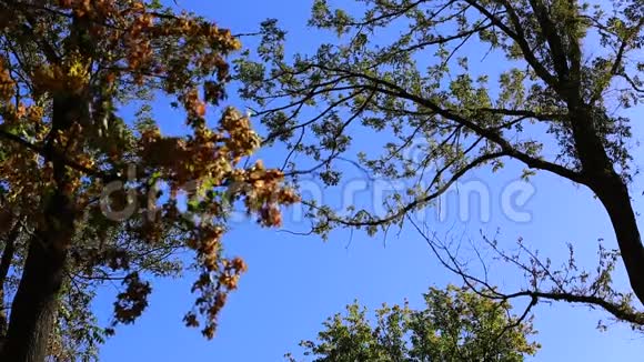 秋天公园里的树视频的预览图