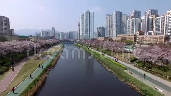 樱花盛开在昂川市民公园釜山韩国亚洲视频的预览图