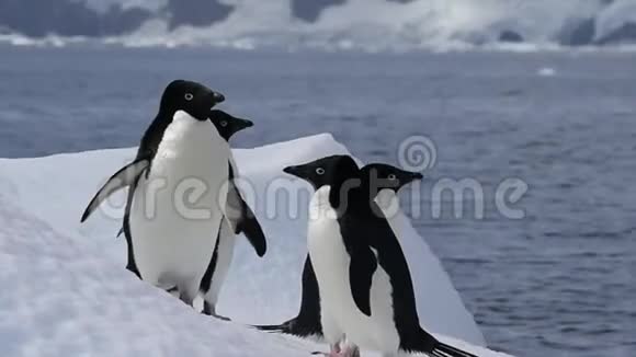 冰山上的阿黛丽企鹅视频的预览图