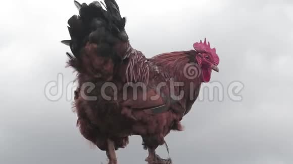 农场里的公鸡视频的预览图