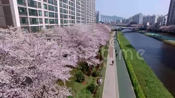 樱花盛开在昂川市民公园釜山韩国亚洲视频的预览图