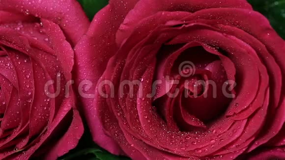 美丽的红玫瑰花束被旋转视频的预览图