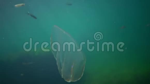 食蚁兽捕食性梳子果冻贝罗奥瓦塔在水中游泳寻找食物入侵黑海的福纳乌克兰视频的预览图