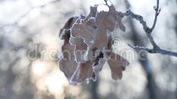 冰封的橡树枝在树林中白雪皑皑的大自然阳光下的冬天视频的预览图