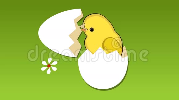 可爱的黄色小鸡打破了鸡蛋的外壳草地上的花小鸡唱着旋律美丽春天欢迎视频视频的预览图