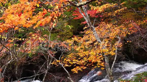 秋色林观山溪流视频的预览图