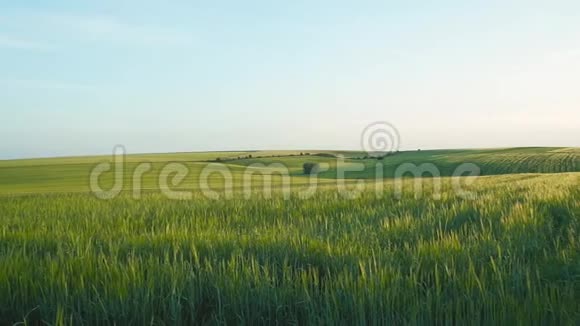 绿色黑麦绿野的美丽风景视频的预览图