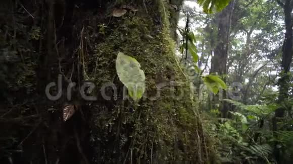 丛林里的小女孩视频的预览图