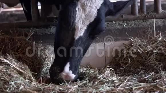 慢动作家畜在谷仓吃干草在农场放牧的牛视频的预览图