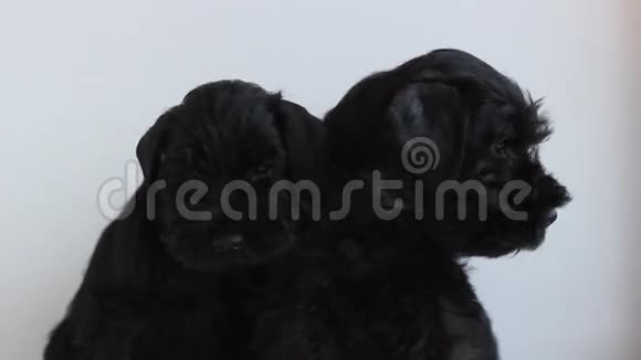 两辆黑色微型雪纳瑞视频的预览图